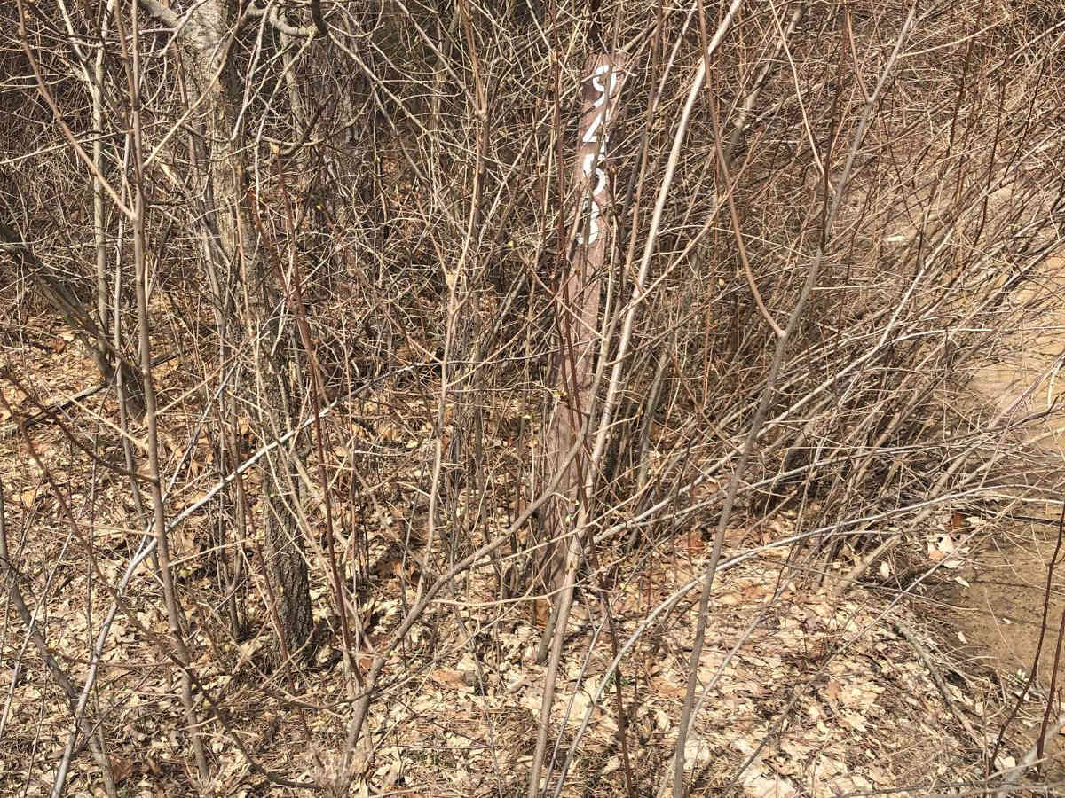 NFS Road 9453 trail photo