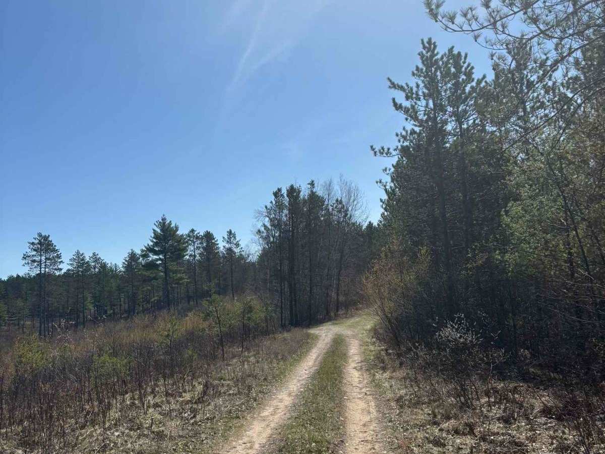 Forest Road 2073 photo 2