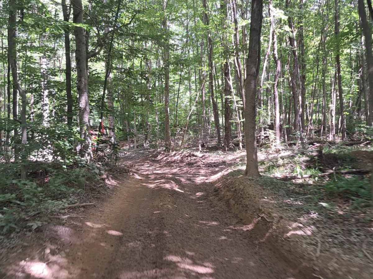 Bear Path 2 photo 5