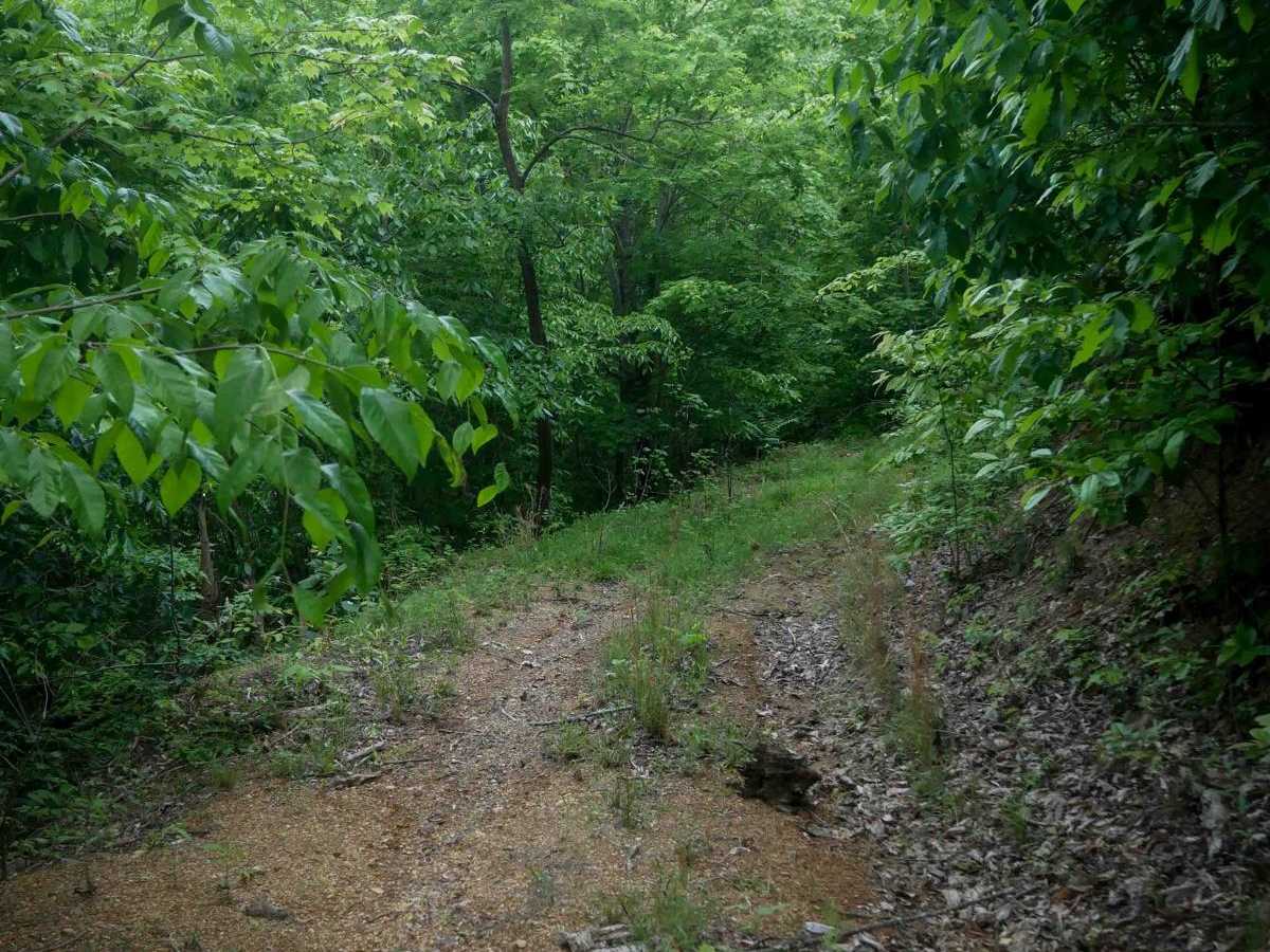 MV54 photo 2