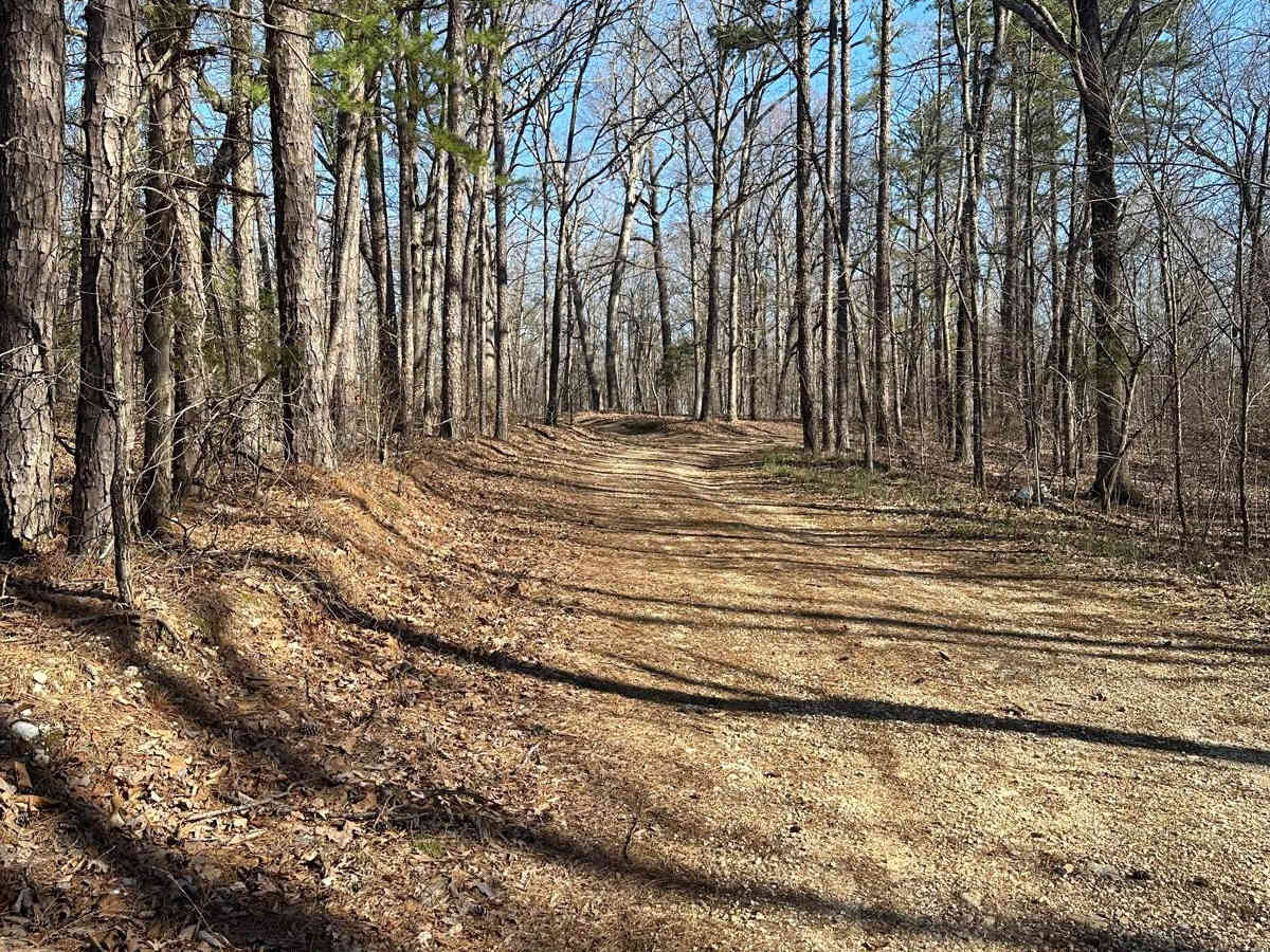 FS 335 trail photo