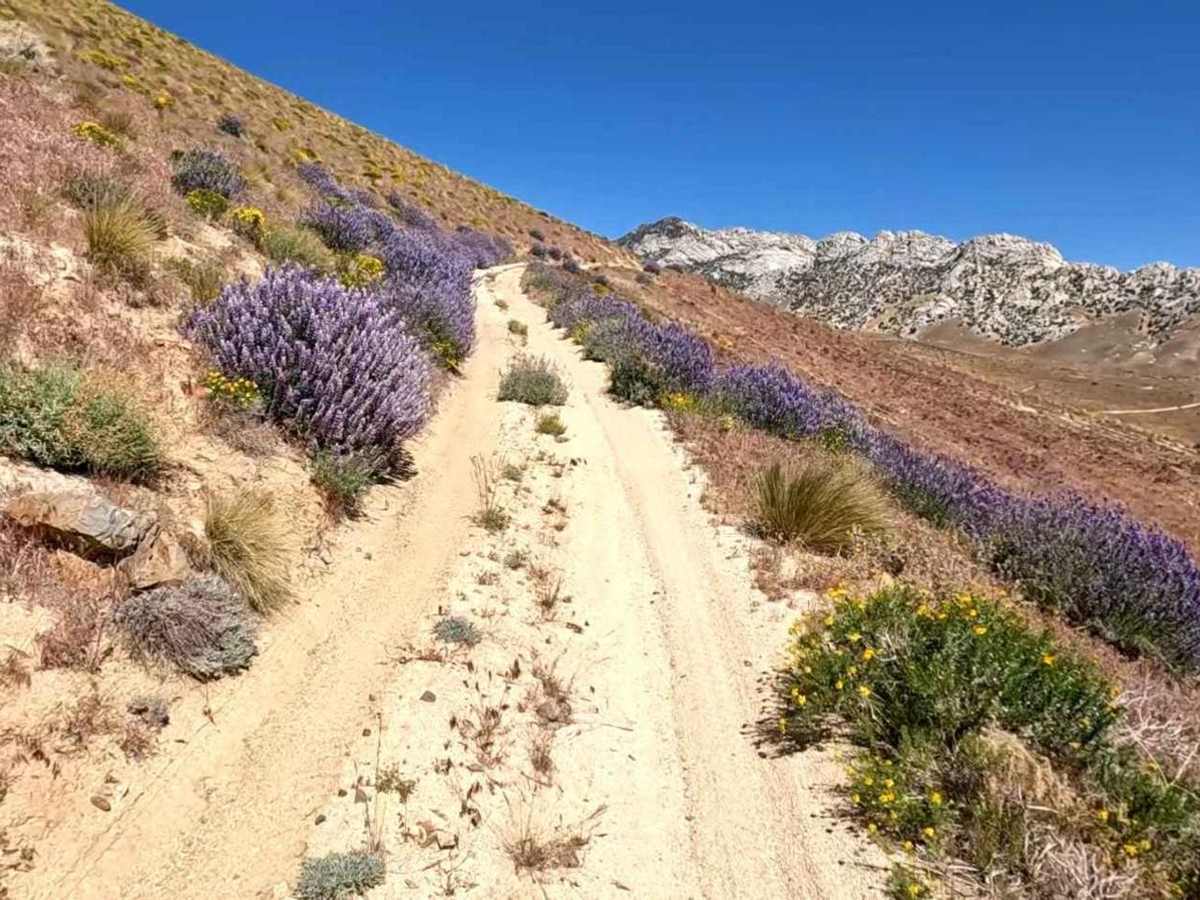 Buena Vista Canyon photo 2