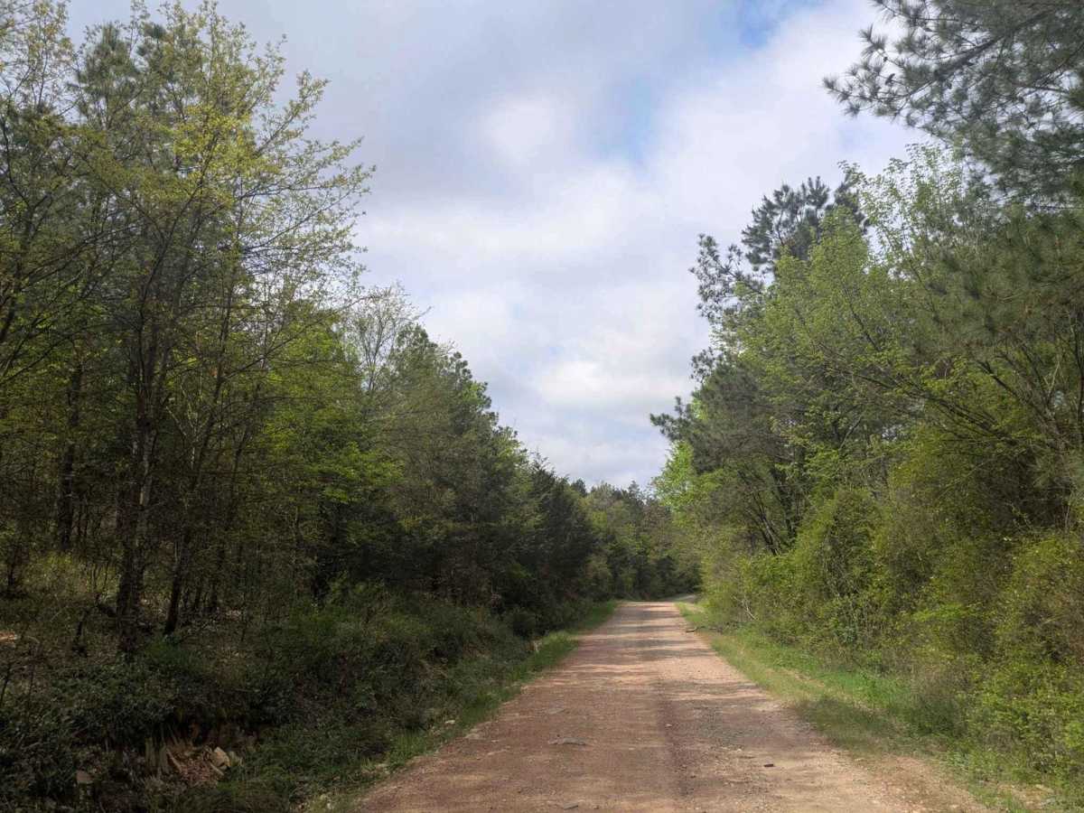 Ouachita National Forest Access Road photo 5