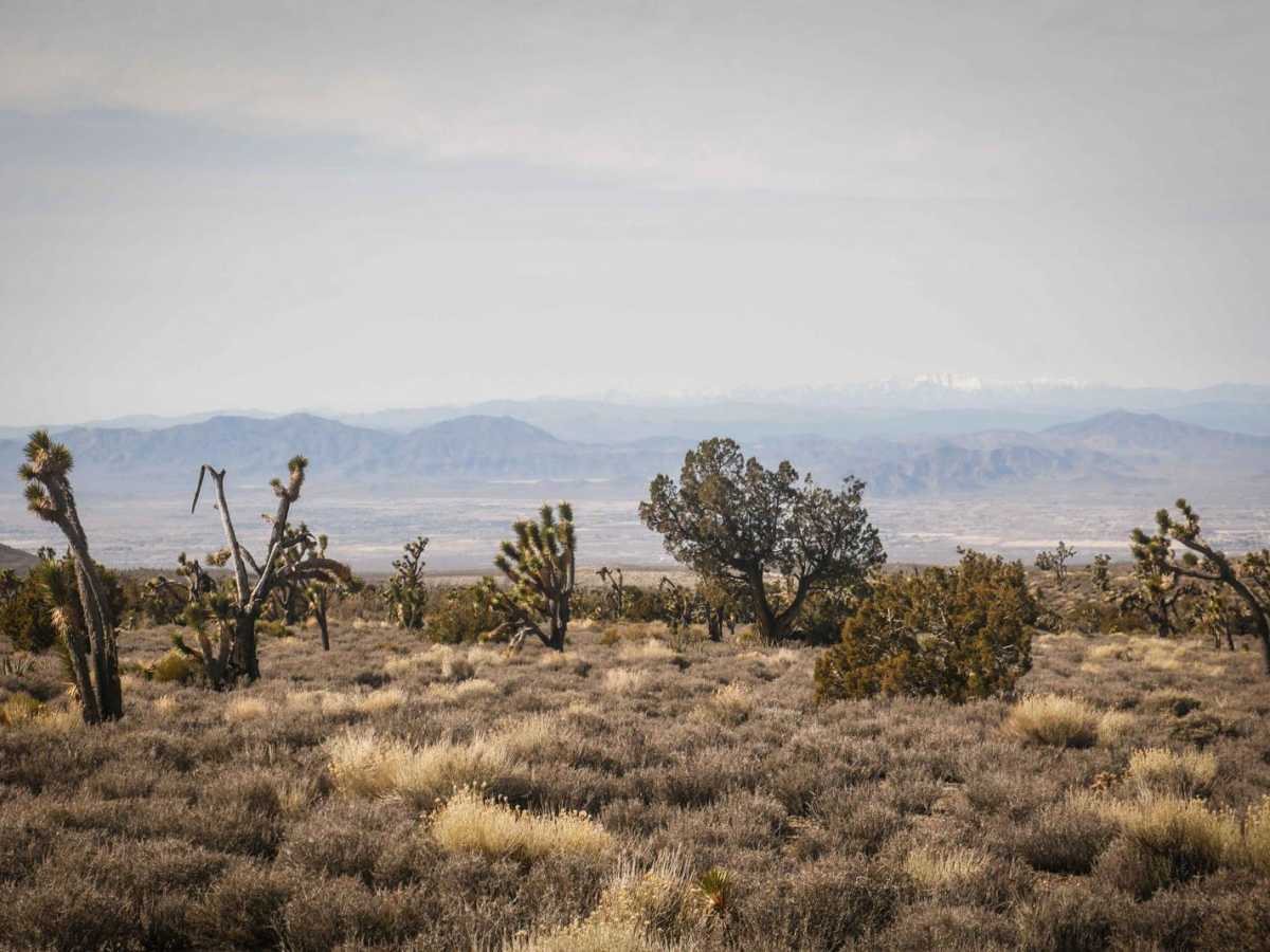 Joshua Tree Wash photo 6