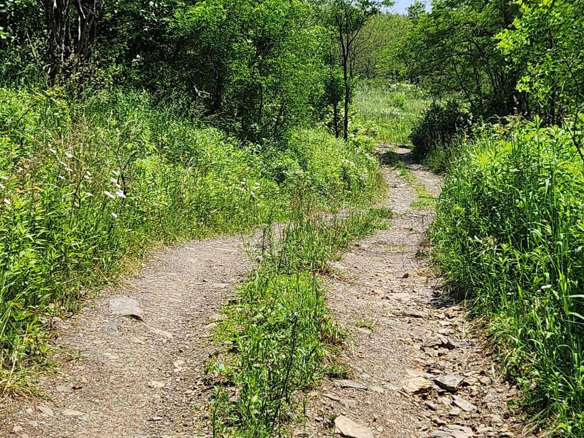 Trail 8 - Rock Run Recreation Area photo 3