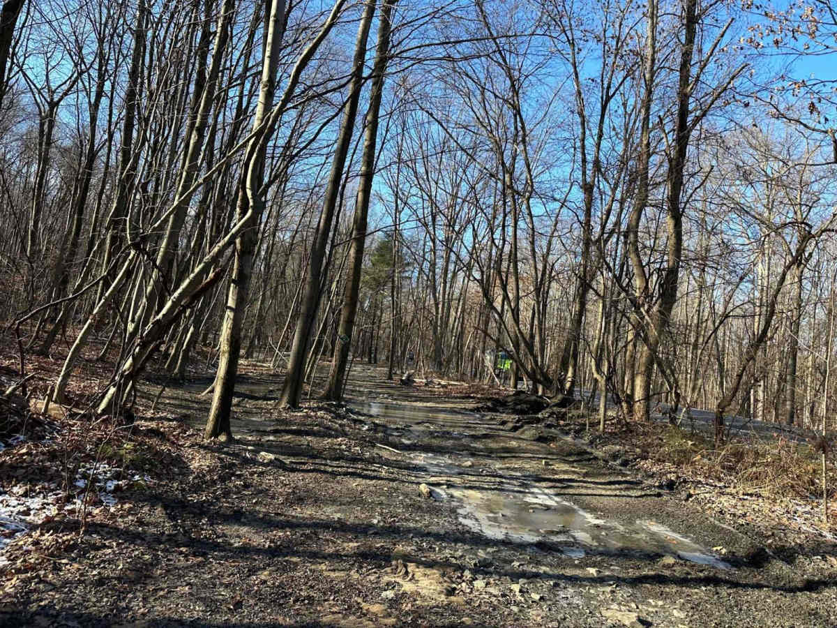 Locust Gap 2 photo 5