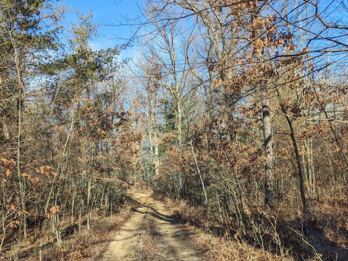 Wooded Trail Outside of Tin Cup trail photo