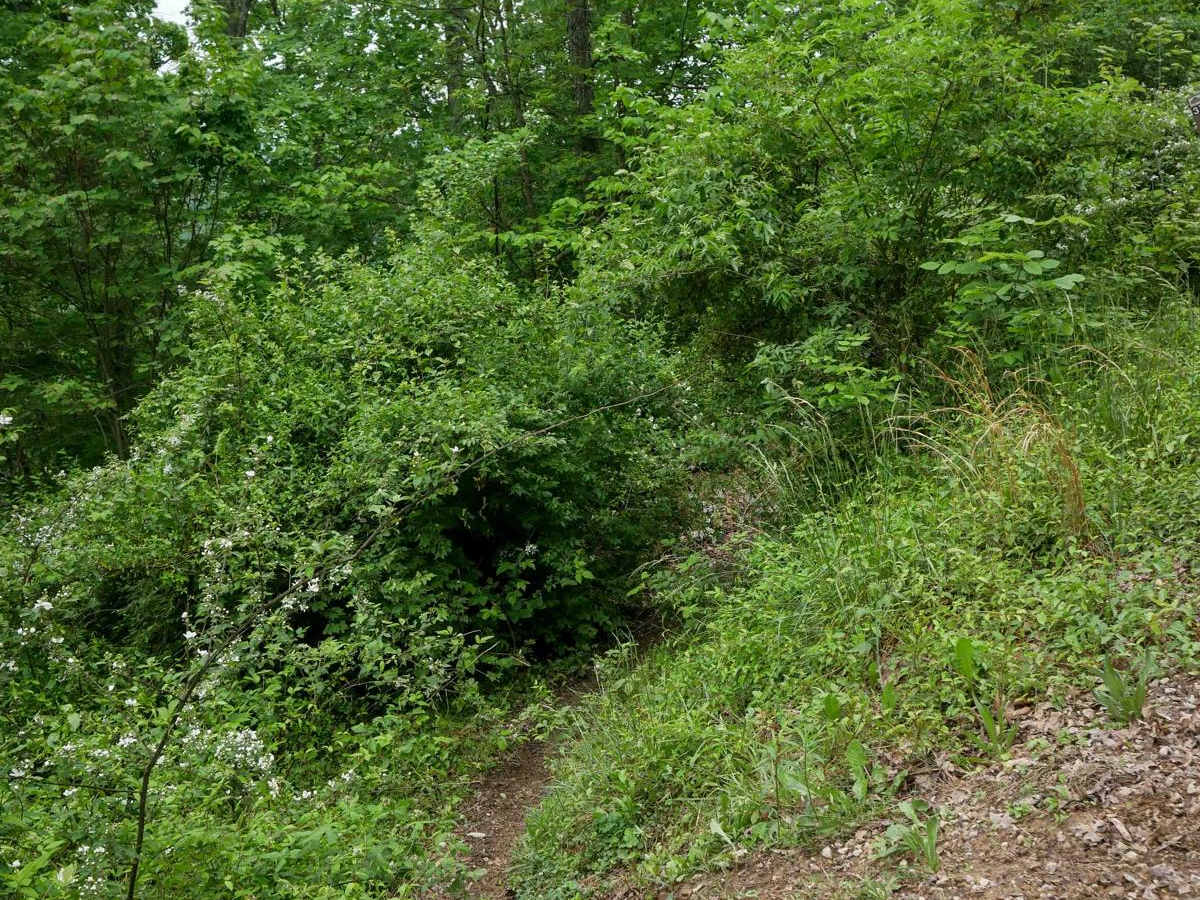 BM 194 photo 3