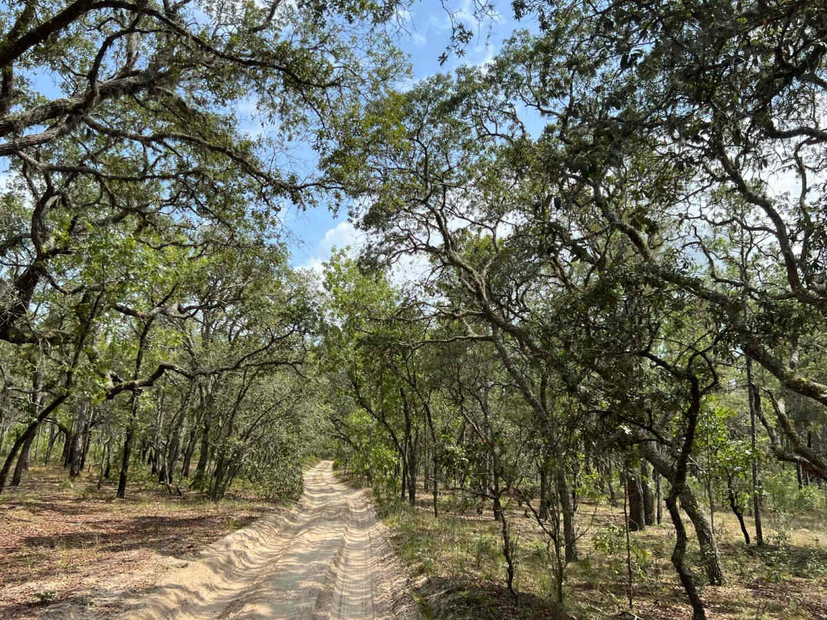 Citrus Wildlife Management | Trail 15 PT.2 photo 3