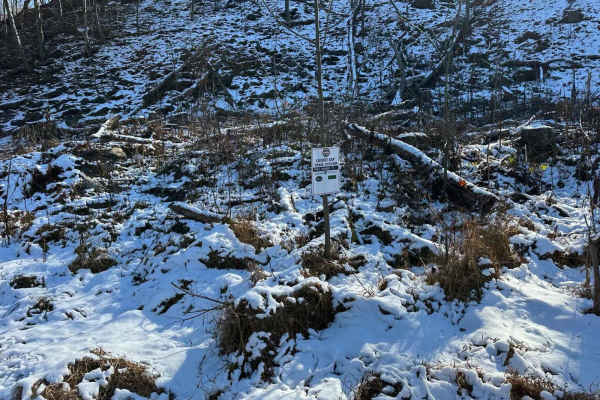 Locust Gap 71
