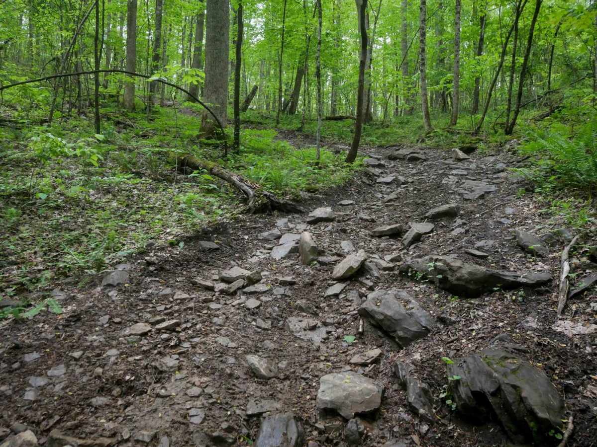 OP 89 trail photo