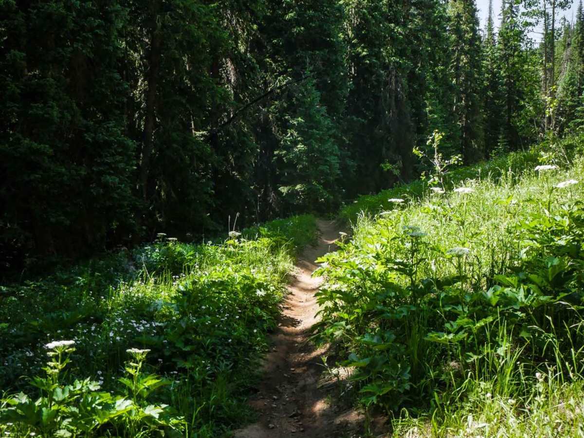 Walrod Gulch Trail photo 3
