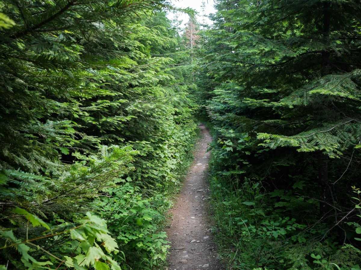 Canfield Mountain - Trail B photo 2