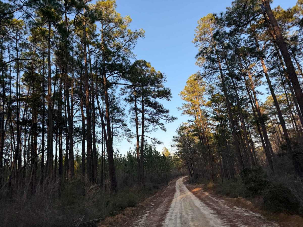 Hogfoot Road - FS 332 photo 5
