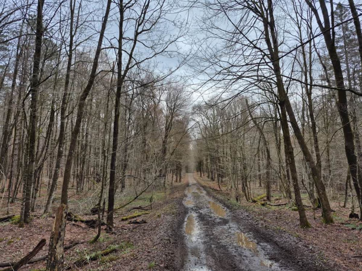 Gubbins Road trail photo