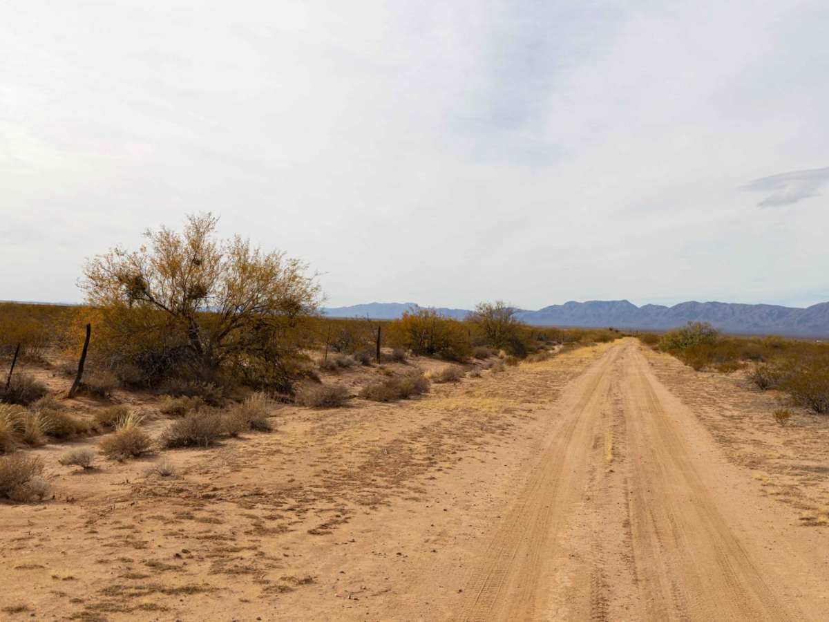 Fenceline Cholla photo 6
