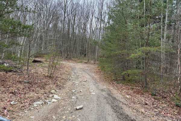 Locust Gap 54