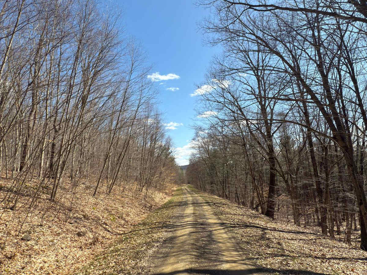 Vandermark Bird Forest Road photo 3