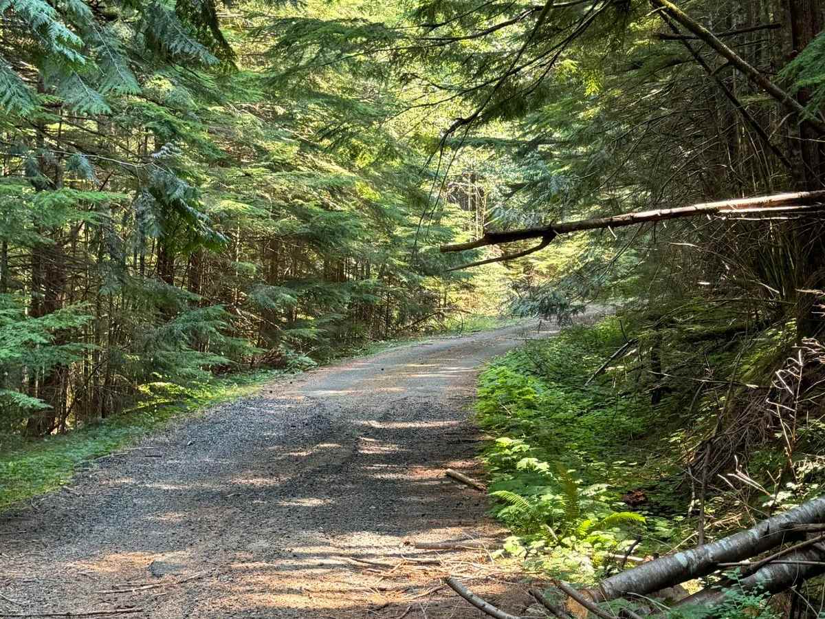 Forest Road  5300000 trail photo