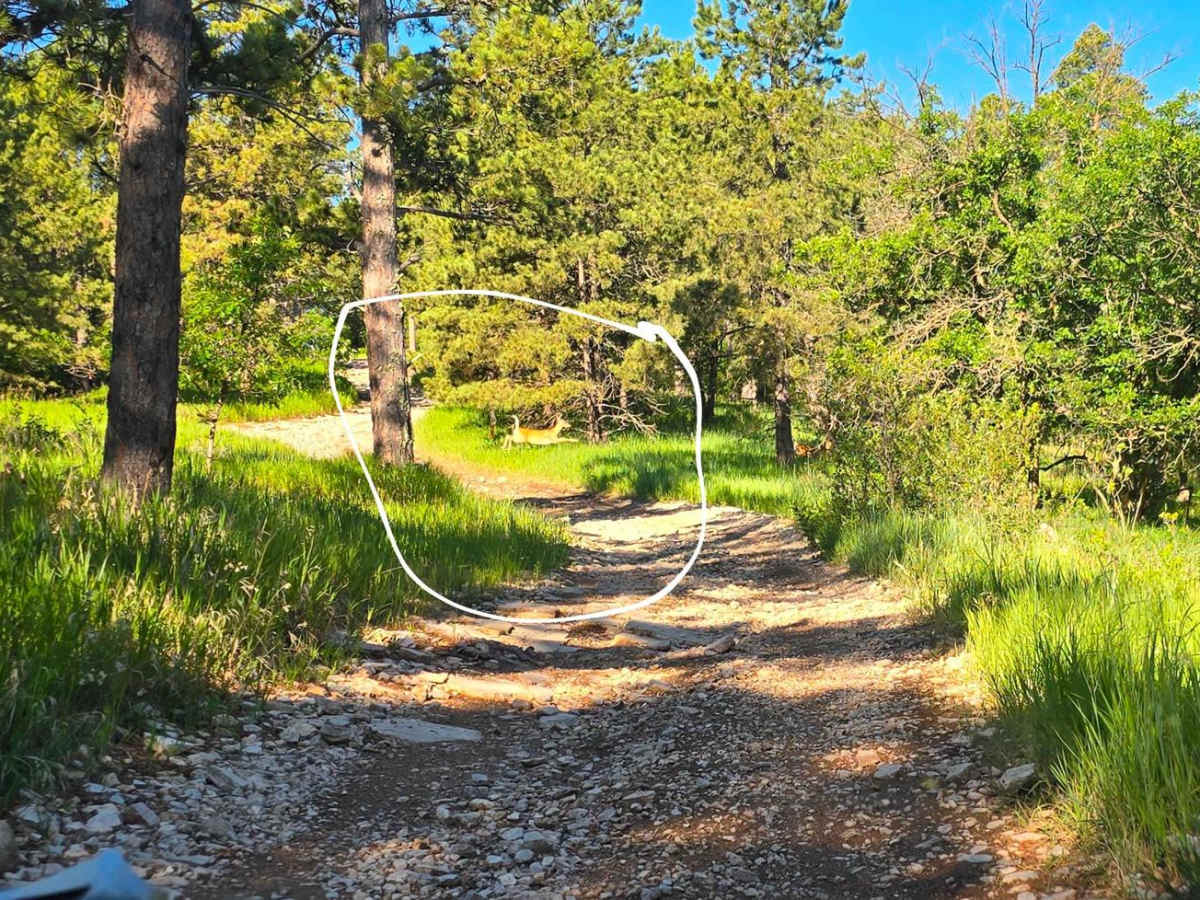 Black Hills Forest Access from Sturgis photo 2