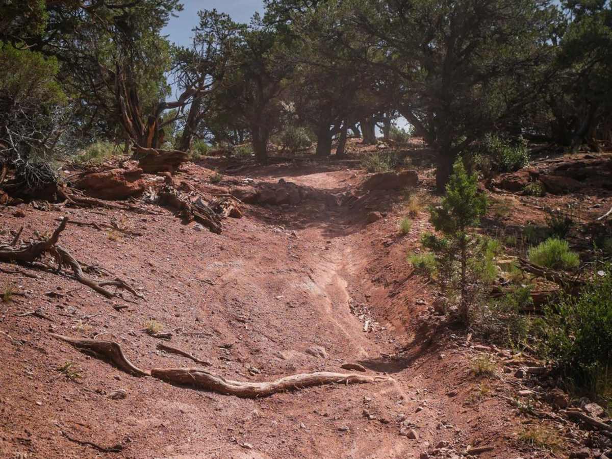 BLM 8622 photo 4