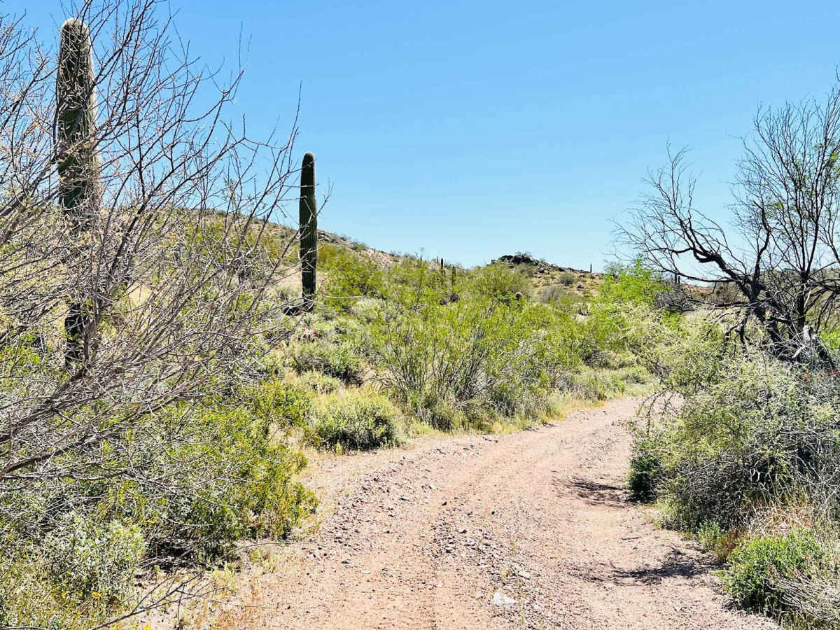 BLM 9065 photo 4