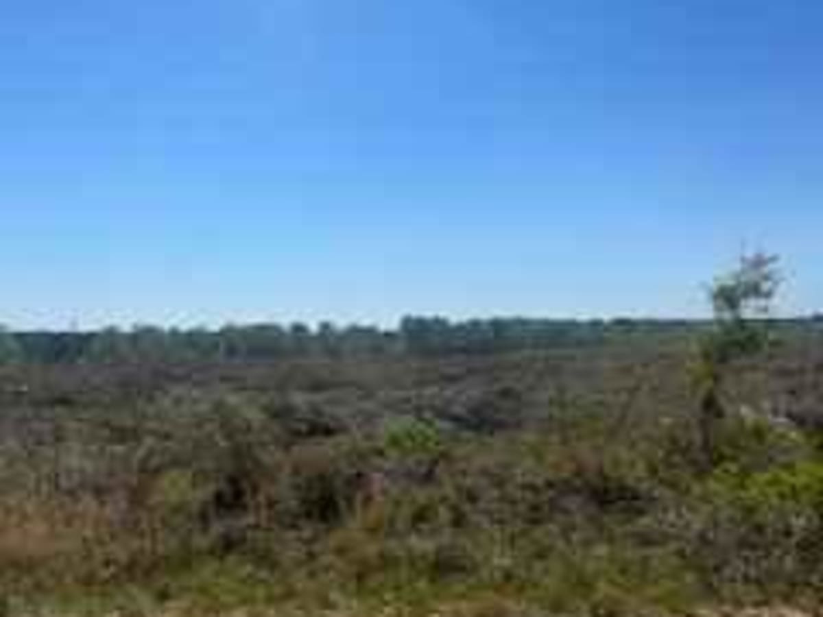 Winnfield Road photo 3