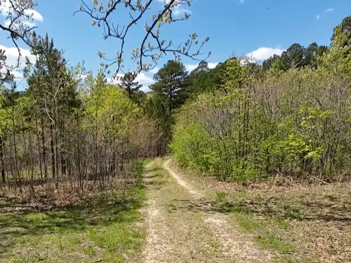 West Falcon- FSR 1673 trail photo