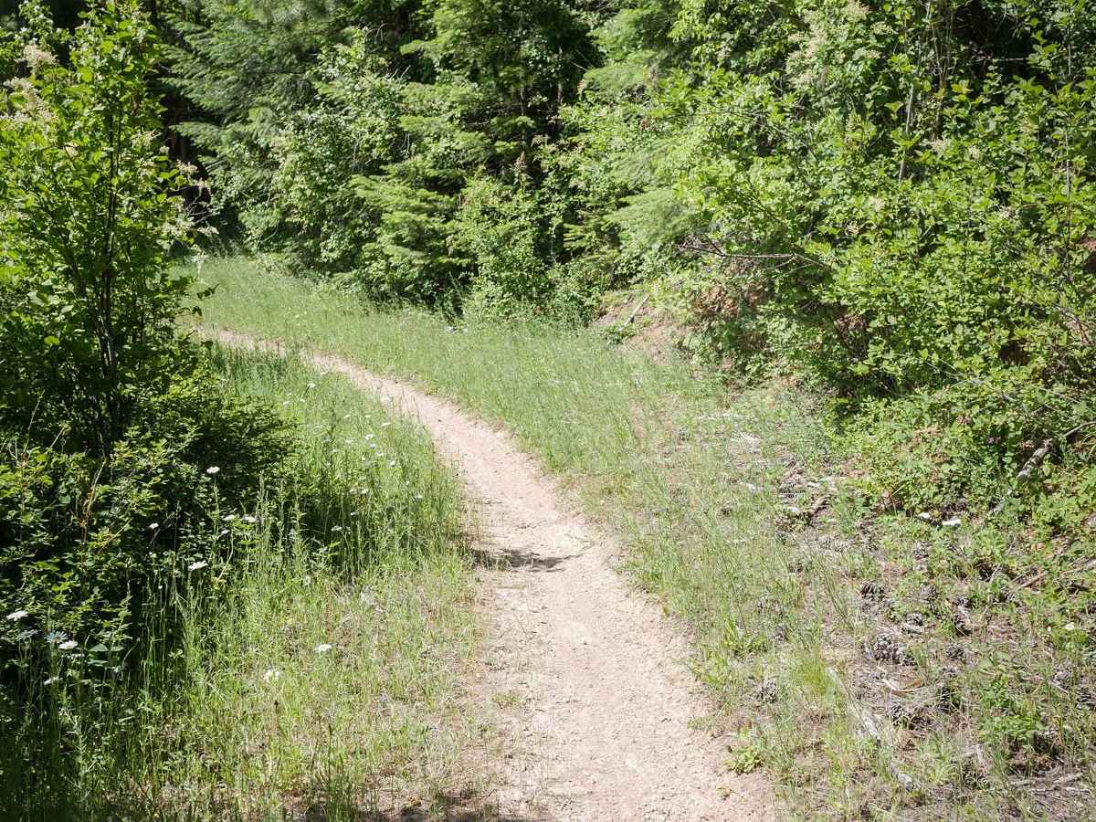 Canfield Mountain - Trail A (West) photo 6