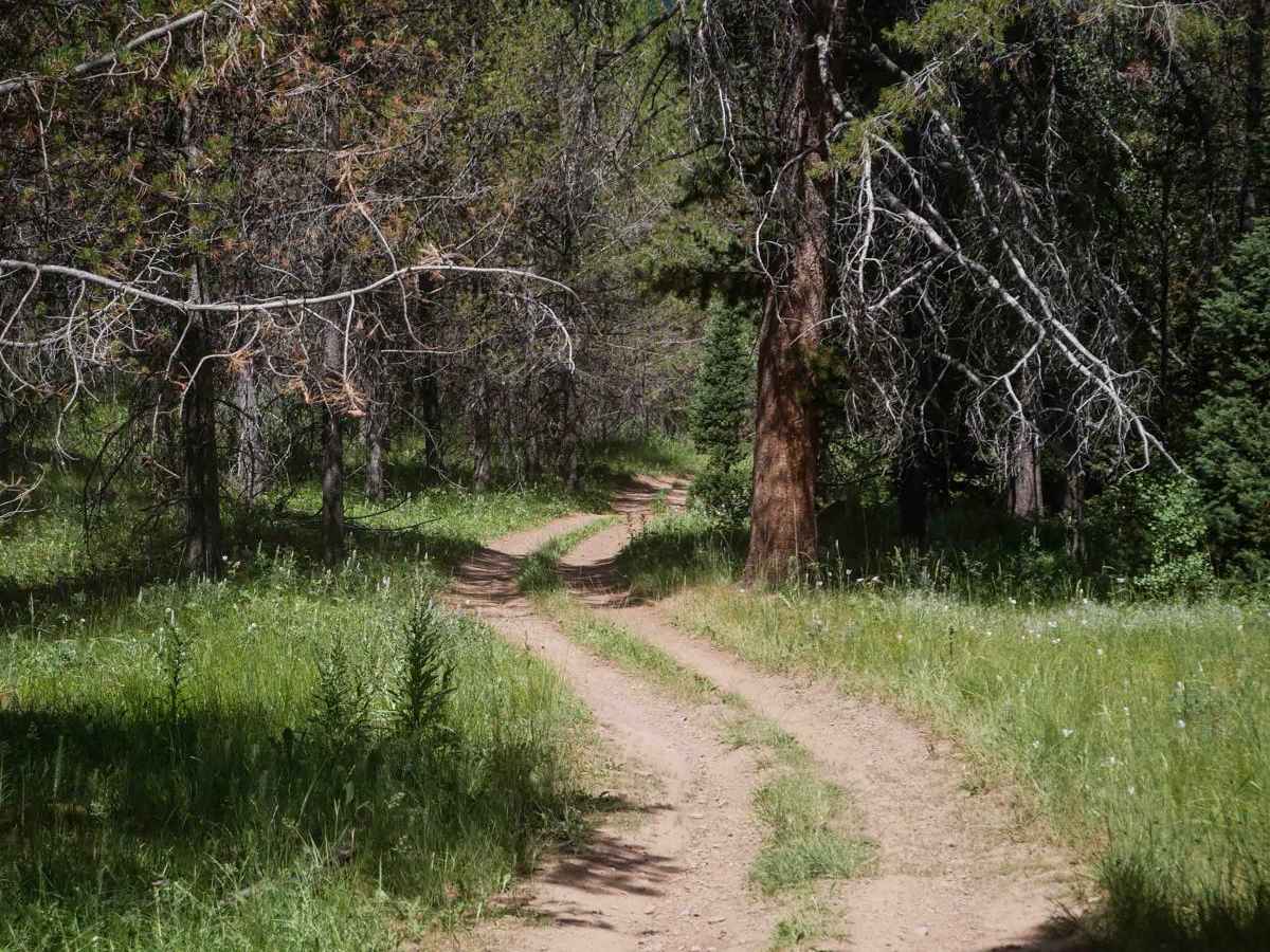 Diamond-Bear #5125 trail photo