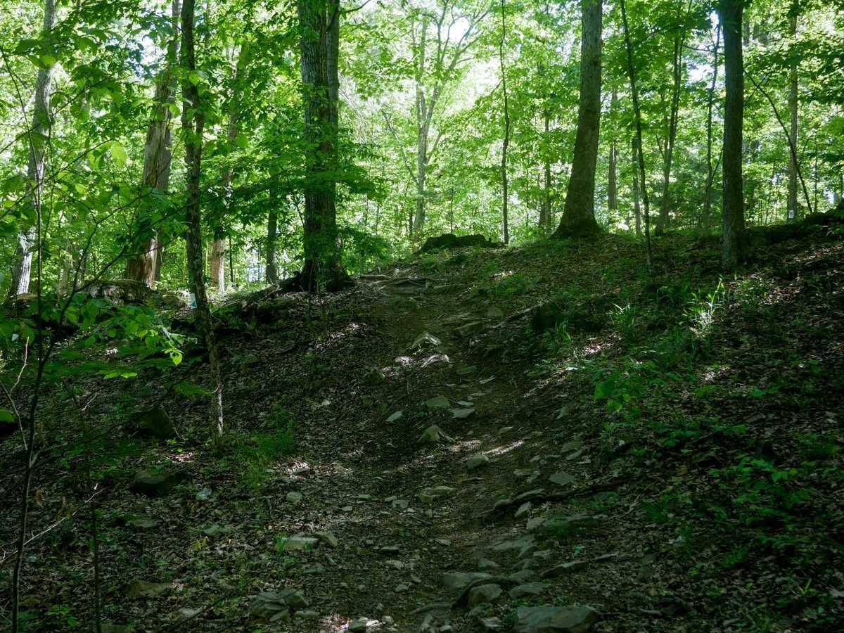 Single Track 1 photo 5
