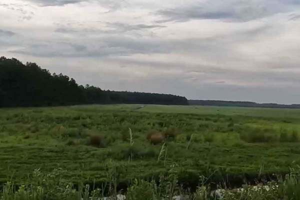 Alligator River National Wildlife Refuge