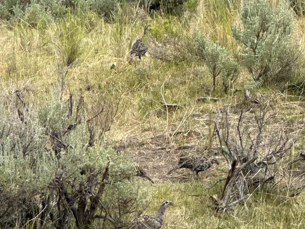 Hinkey Summit Trail photo 3