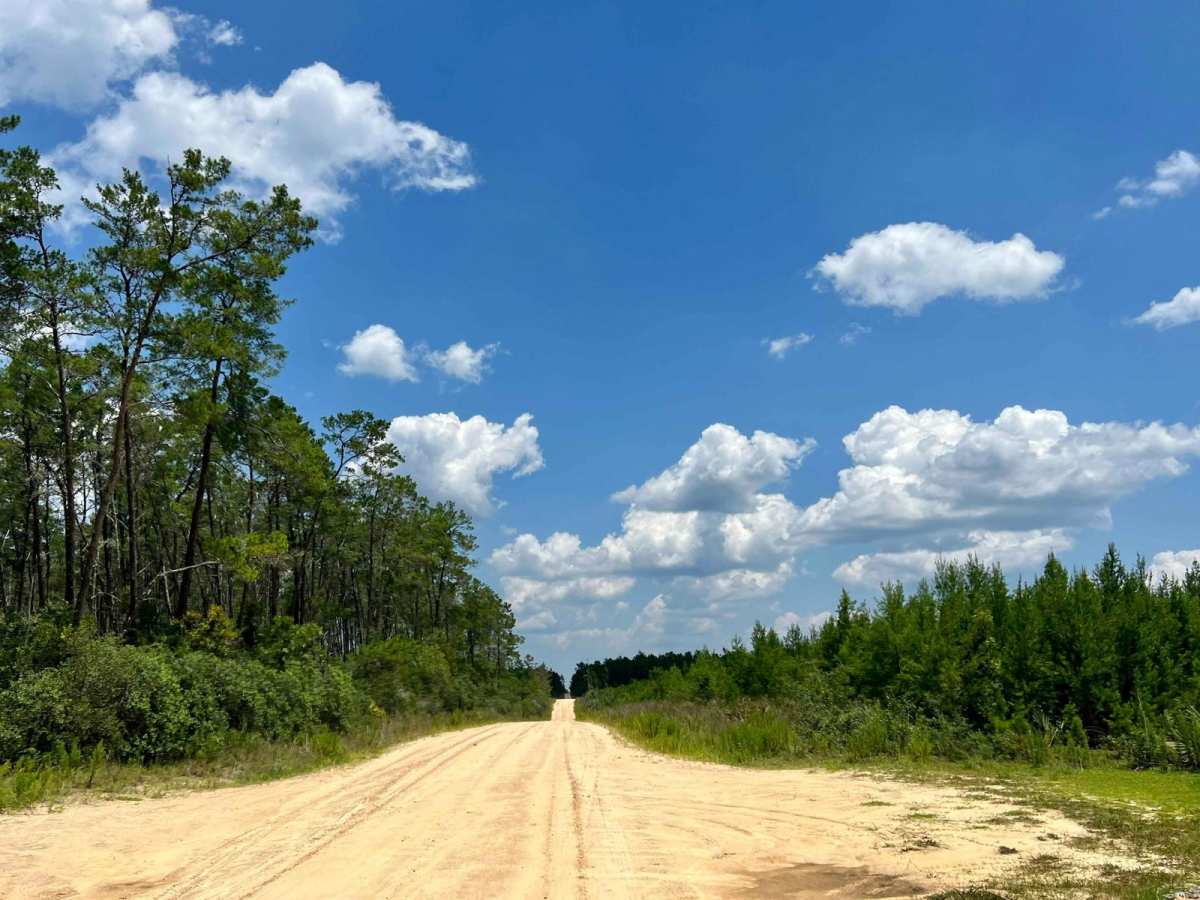 Ocala National Forest | Trail 33 trail photo