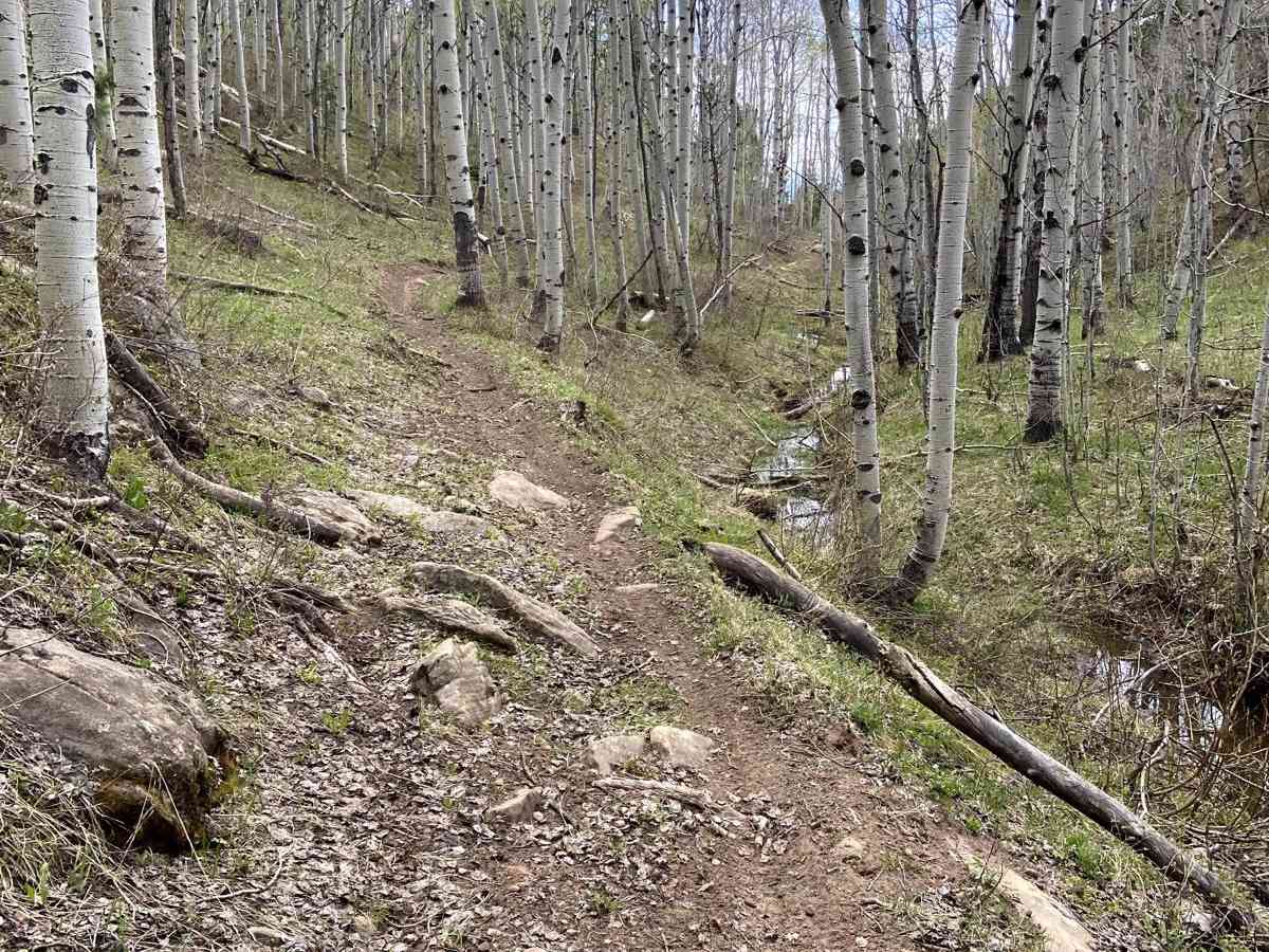 Massey Branch Trail photo 3