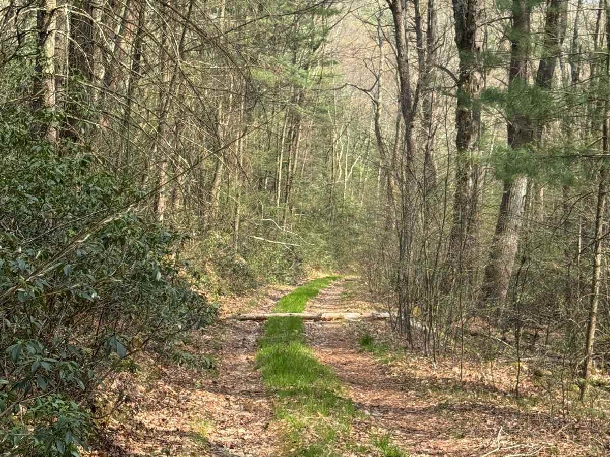 Sugar Camp Road photo 5