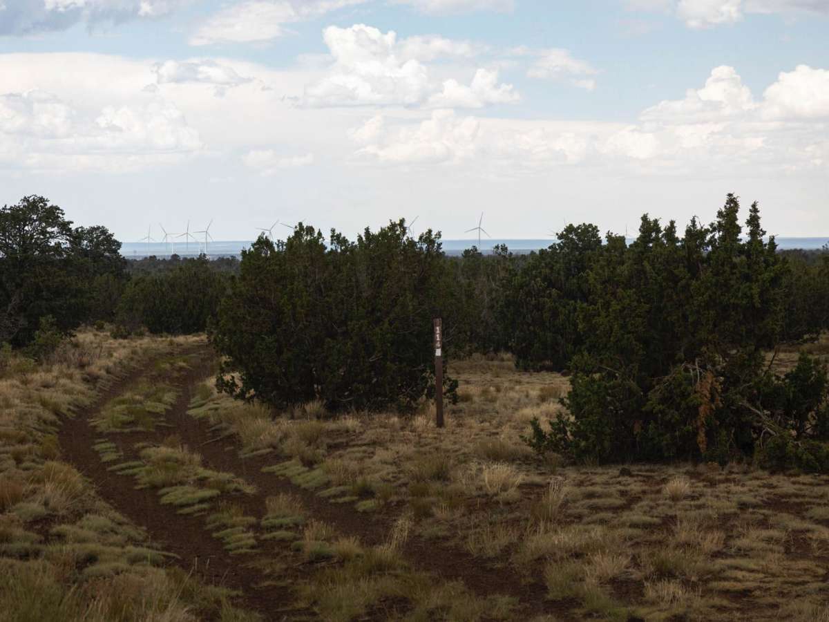 Tree Weave trail photo