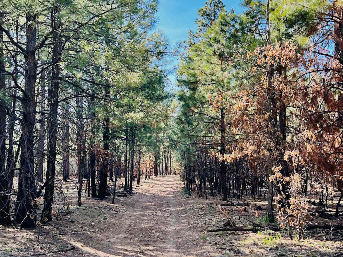 Corduroy Wash Trail photo 3