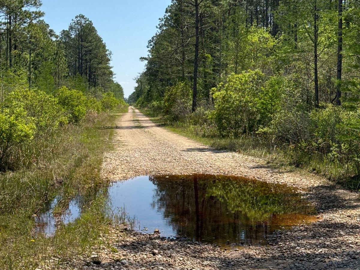 Grade 19.5 - Aucilla WMA photo 6