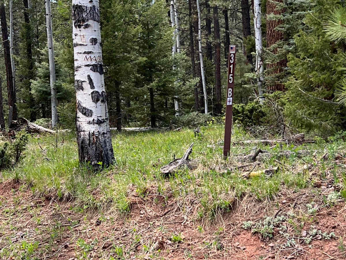 FR 315B Elk Meadows trail photo