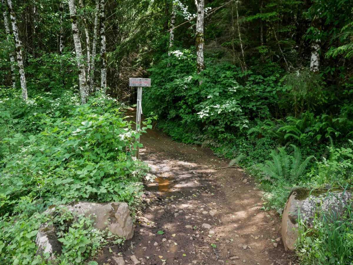 Trunkline photo 4
