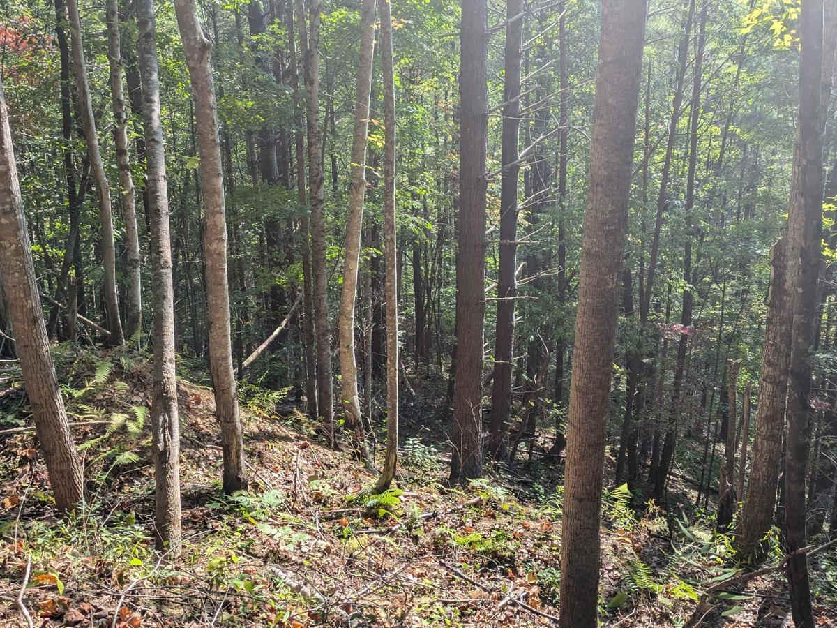 Bark Camp- Lost Cove- Miller's Ridge photo 2