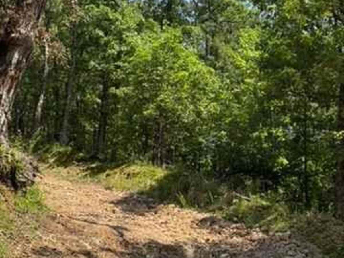 Lynn's Loop trail photo