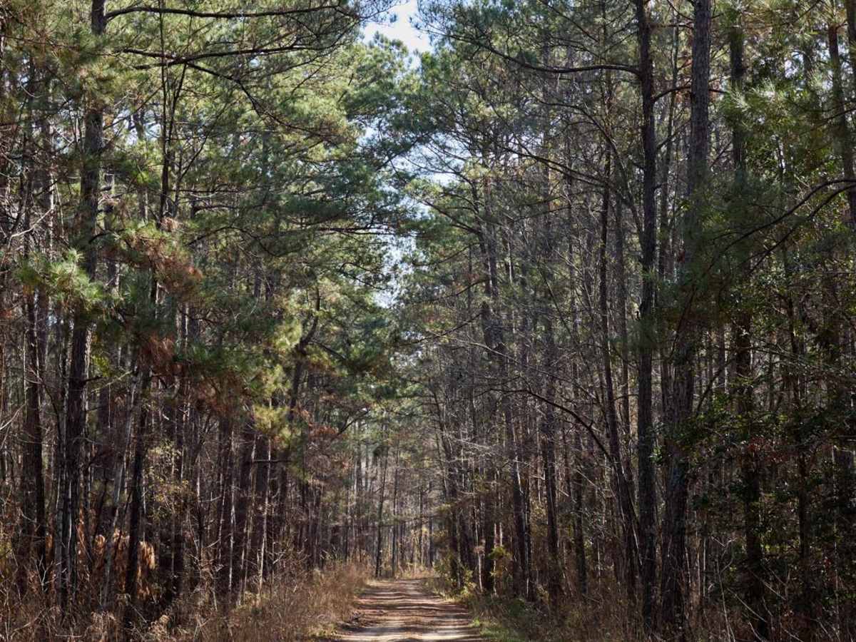 FSR115 - Bonneau Road photo 4