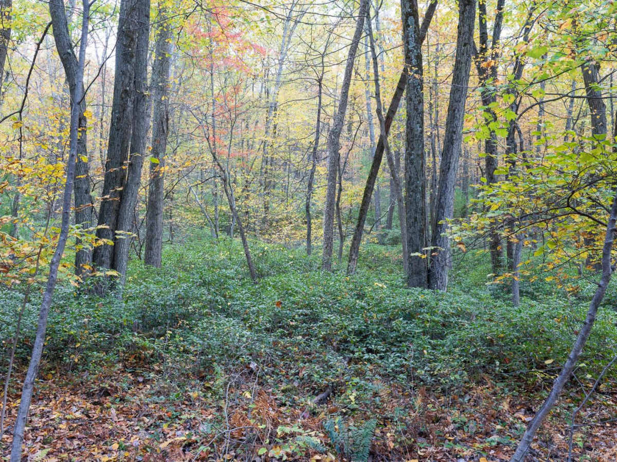 Harry's Valley Road photo 4