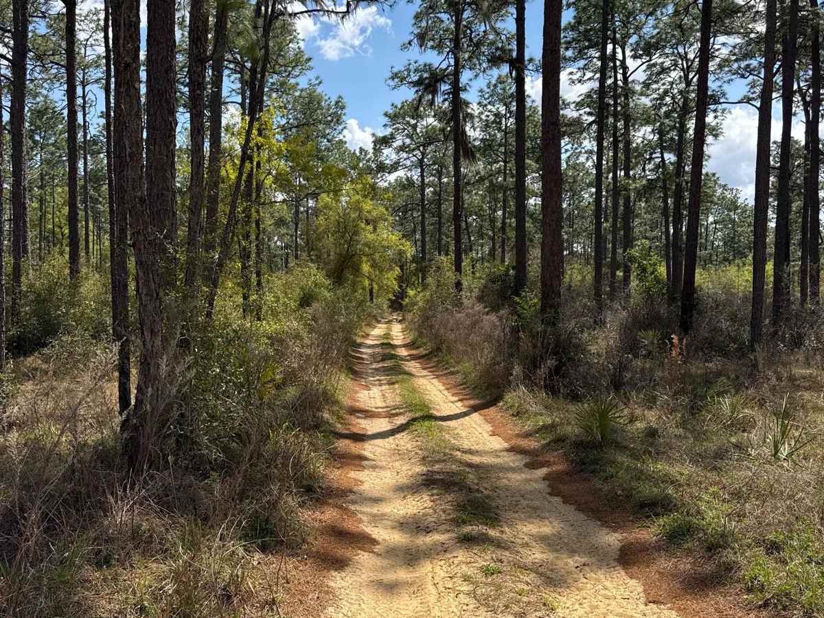 Ocala National Forest 316-7.1 trail photo