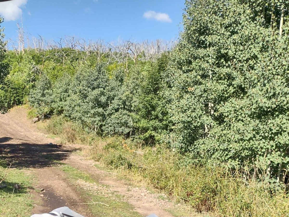 FS Trail #41020 photo 2