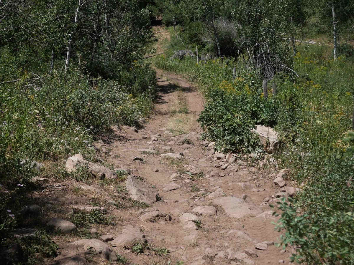 Bailey Creek #3331 trail photo