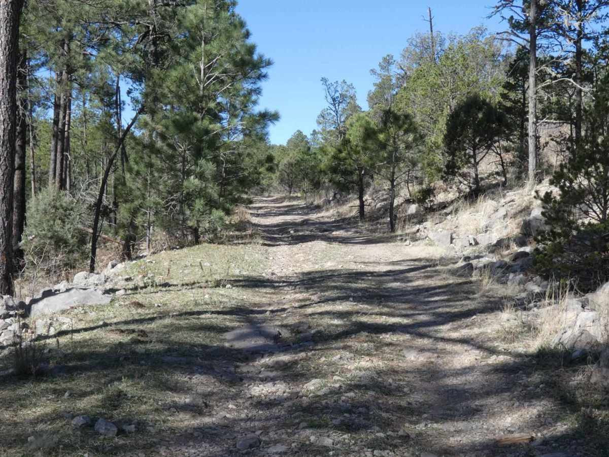 Pinon Long photo 3
