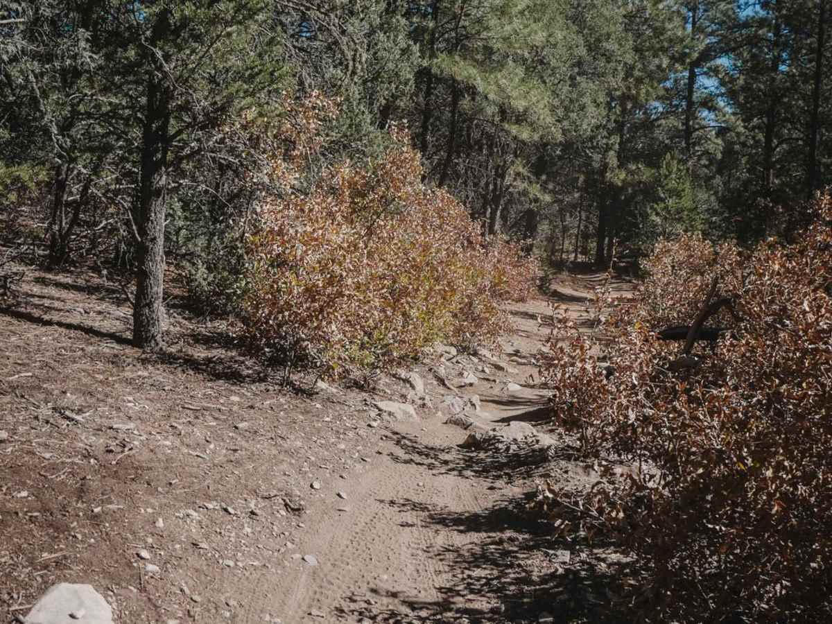 Pine Flat Connector trail photo